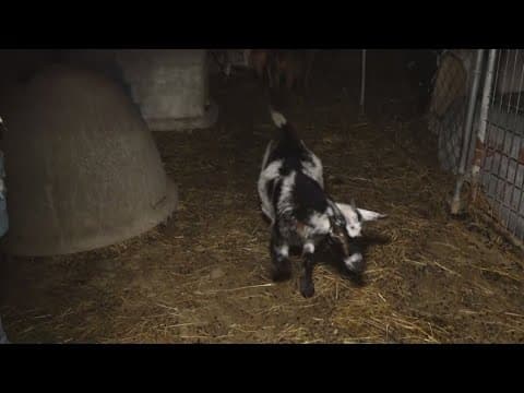 Blue Stem Hollow offering goat experiences this fall