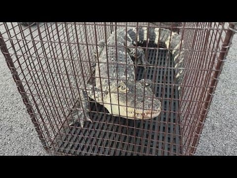 Alligator rescued from Fort Wayne neighborhood