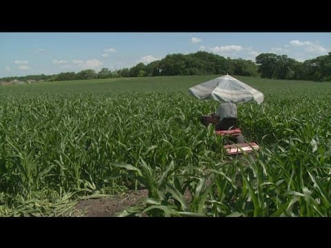 After abysmal start to planting season, corn on track to be 'knee-high by the Fourth of July'