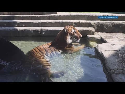 How Zoo Knoxville keeps animals cool during hot temperatures