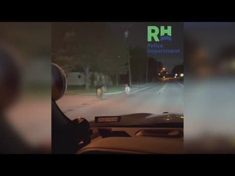 Poncho and Sea Biscuit escorted home by police after late night stroll