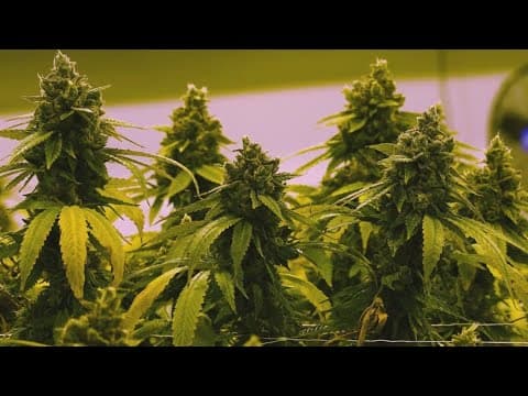 Dallas voters approve marijuana decriminalization measure