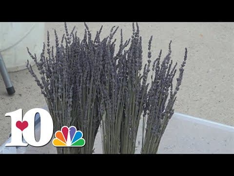 23rd annual Lavender Festival returns in Oak Ridge