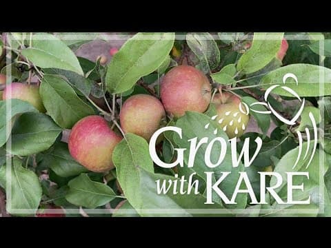 Grow with KARE: Spotting next year's apple crop