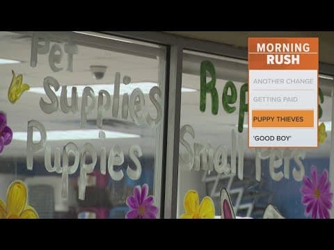 Houston pet store says three puppies were stolen