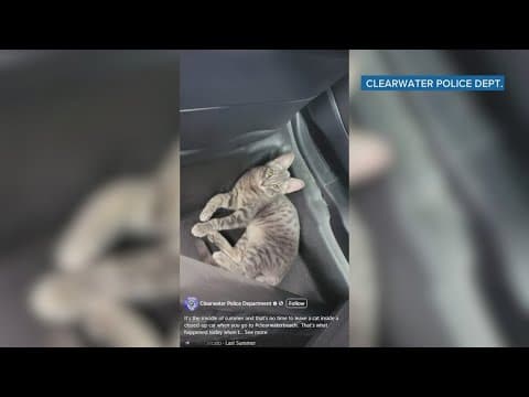 Police save cat stuck in hot car at Clearwater Beach; owner charged with animal cruelty