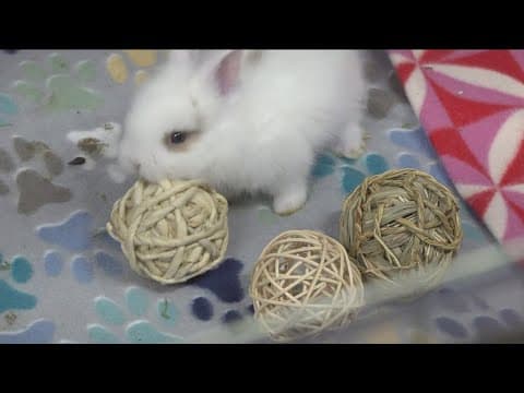 YouTube thumbnail for video 6gumJIuF6yo