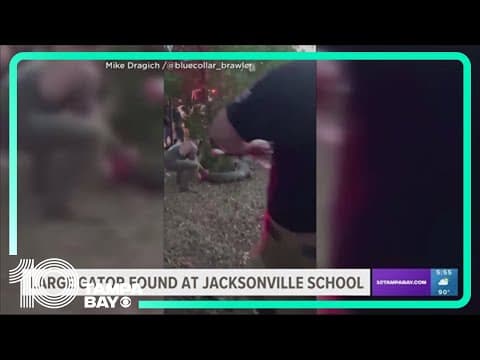 Florida MMA fighter wrestles 10-foot alligator outside Jacksonville elementary school