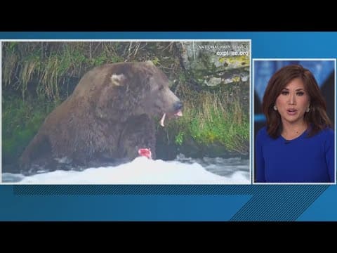 'Fat Bear Week' | Vote on which bear has the biggest belly?