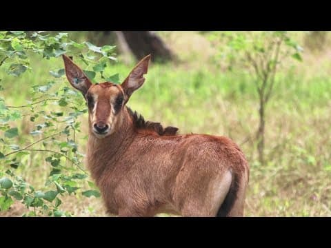 Meet 'Ribbit' | Audubon Species Survival Center welcomes new South African sable antelope