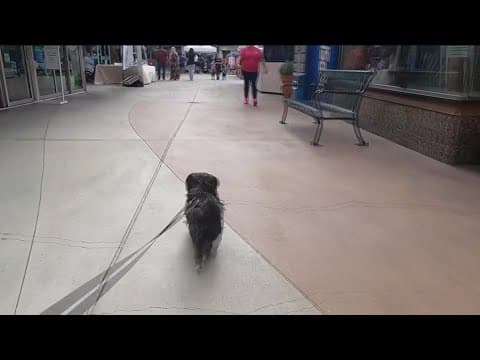 Cupids & Canines MEGA Pet Adoption Event Saturday at Grossmont Center