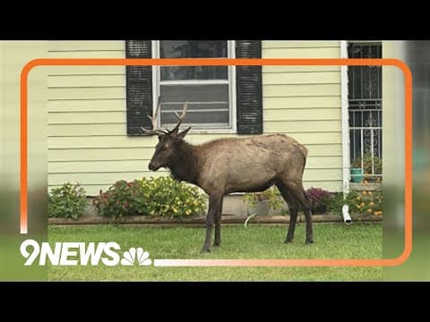Elk looking for love in the wrong places