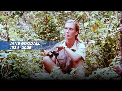 Jane Goodall, Famed Chimpanzee Researcher, Dies at 91