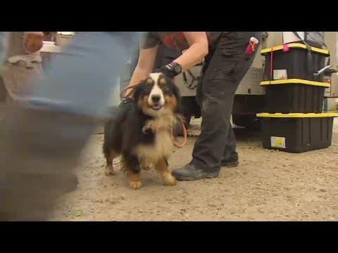 Evacuations underway for dogs displaced by recent storms in North Texas