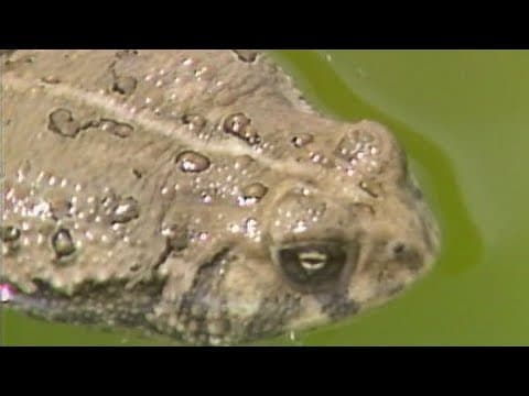 Texas family fights frogs in pool disaster (1983)