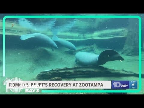 'It's going to be a long road': ZooTampa provides update after welcoming elderly manatee couple