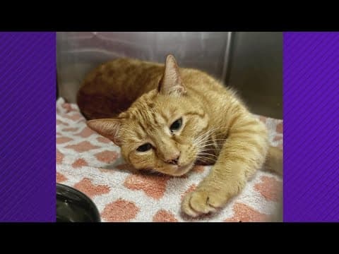 Dallas Animal Services cat's capacity eclipses the amount of dogs