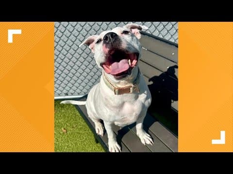 Pets of the Week: 10-5-2024