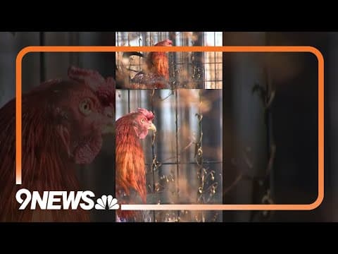 Large-scale rooster fighting operation busted during fire incident in Norman, Oklahoma