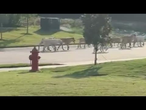 City officials form a plan to rescue a pack of stray dogs from a Texas neighborhood