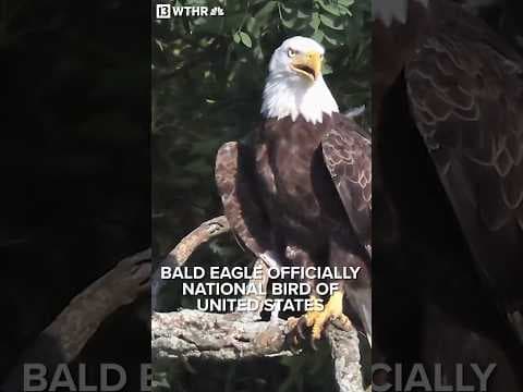 Bald eagle officially named national bird of United States