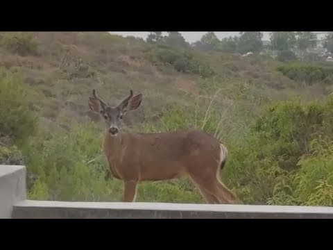 Oh deer! | Young mule deer spotted around Pacific Beach in San Diego