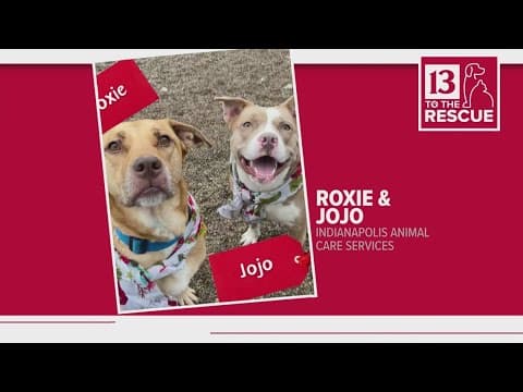 Pets of the Week: 12-23-2023