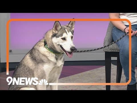 Petline9 | Denali needs a forever home