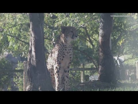 Indianapolis Zoo welcomes 3 cheetahs