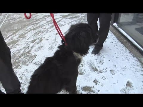 Columbus Humane patrolling for pets left in the cold