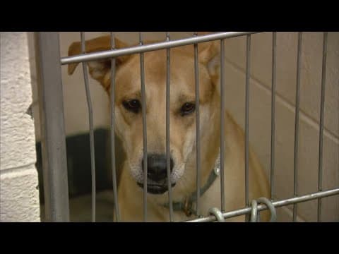 Indy Animal Care Services opening kennel rooms to the public to help increase adoptions