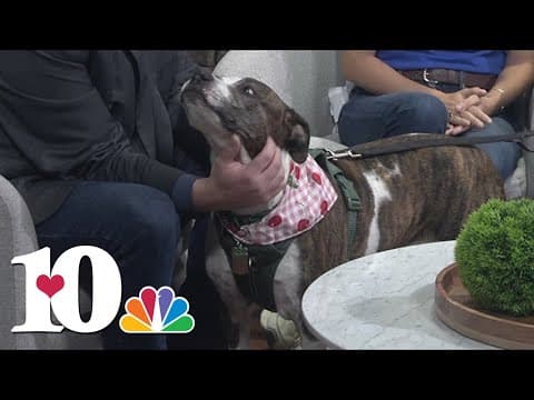 Meet the Pet of the Week: Teegan