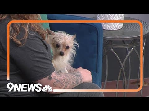 Rosie, a sweet senior dog, needs a new home