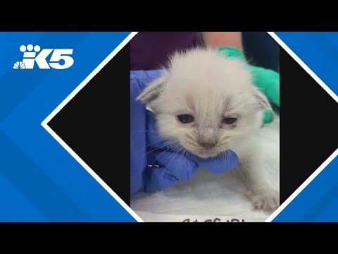 80 cats rescued from 30-foot camping trailer in Graham