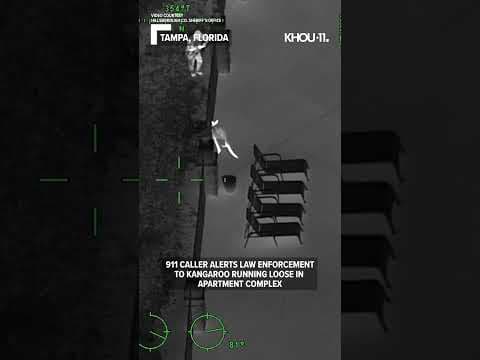 Listen to 911 caller alert law enforcement to kangaroo running loose in apartment complex #shorts