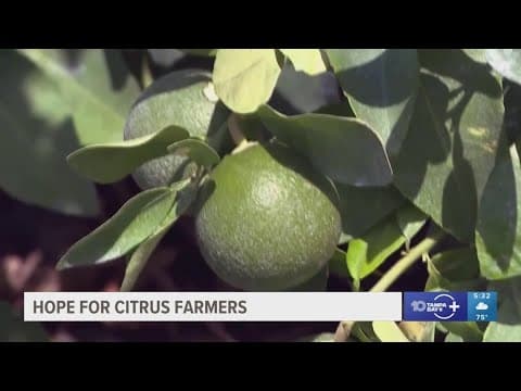 A single tree could save Florida's Citrus industry