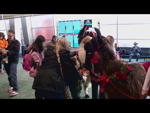 An airport keeps llamas on standby to help ease passengers' stress
