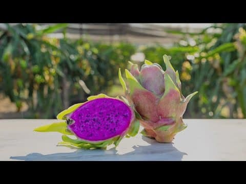 YouTube thumbnail for video 7oZ60kuEfKs