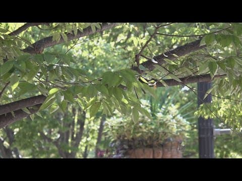 East Tennessee braces for allergy season with tips from expert advice