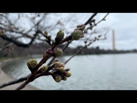 DC cherry blossoms reach Stage 2