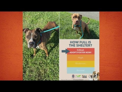 Dogs at risk at Prince George's County animal shelter again