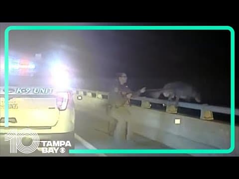 Brevard County Deputy saves K-9 partner from jumping off bridge