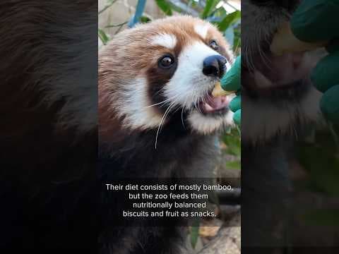 Here’s a sneak peek at the stars of the new Red Panda Forest at the Minnesota Zoo!