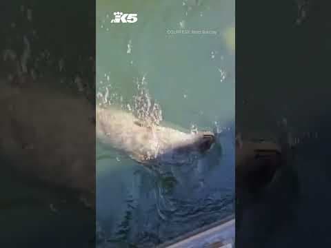 Seals hunt for salmon at Ballard Locks Fish Ladder