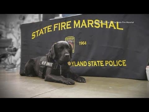 This K9 is calling it a career after 7 years of investigating Maryland arsons | Get Uplifted