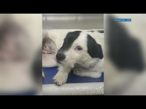 KPD: Dog found dead with bag over its head in North Knoxville parking lot