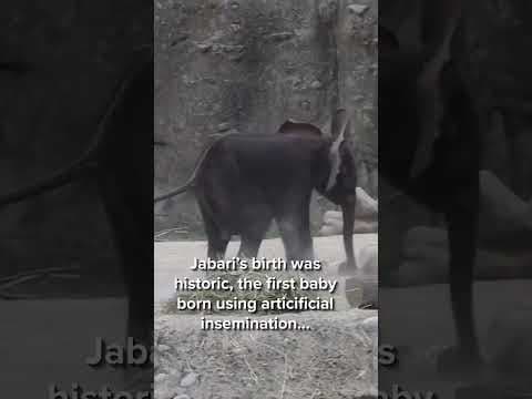 Indianapolis Zoo names new baby elephant