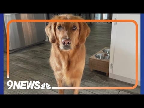 Police, firefighters search for dog swept away in Clear Creek