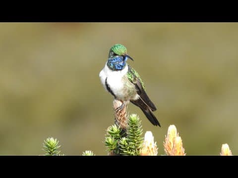Indianapolis Zoo awards first Saving Species Challenge grant