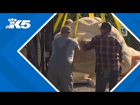 Giant pumpkin weigh-off in Kent